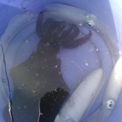 egi王QLive2号銀テープ